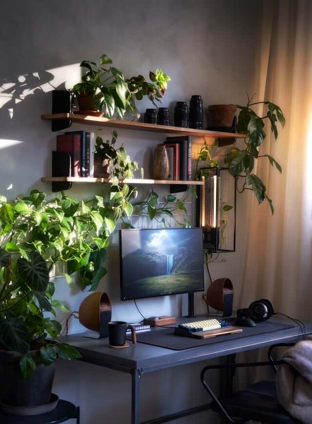 setup rośliny
